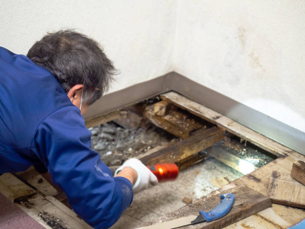 Best Post-Remediation Services in Lake Camelot, IL