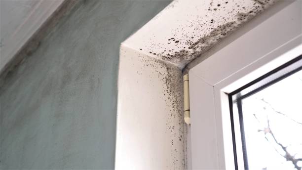 Best Basement Mold Remediation in Lake Camelot, IL