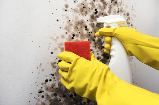 Best Post-Flood Mold Remediation in Lake Camelot, IL