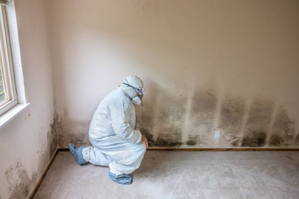 Best HVAC Mold Remediation in Lake Camelot, IL