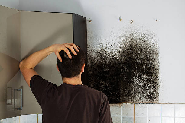 Best Industrial Mold Remediation in Lake Camelot, IL